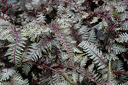 Regal Red Painted Fern (Athyrium nipponicum 'Regal Red') at Valley View Farms