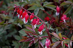 Valentine Bleeding Heart (Dicentra spectabilis 'Hordival') at Valley View Farms