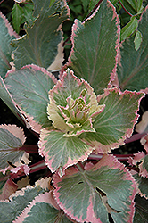 Jade Frost Variegated Sea Holly (Eryngium planum 'Jade Frost') at Valley View Farms