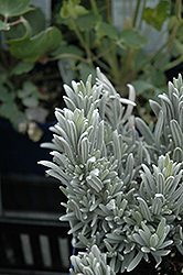 Silver Mist Lavender (Lavandula angustifolia 'Silver Mist') at Valley View Farms