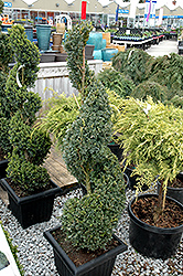 Green Mountain Boxwood (spiral form) (Buxus 'Green Mountain (spiral)') at Valley View Farms