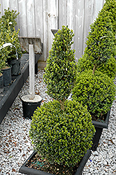 Green Mountain Boxwood (poodle form) (Buxus 'Green Mountain (poodle)') at Valley View Farms