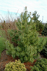 Jack Corbit Korean Pine (Pinus koraiensis 'Jack Corbit') at Valley View Farms
