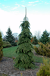 Weeping White Spruce (Picea glauca 'Pendula') at Valley View Farms