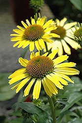 Cleopatra Coneflower (Echinacea 'Cleopatra') at Valley View Farms