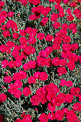 Frosty Fire Pinks (Dianthus 'Frosty Fire') at Valley View Farms