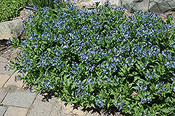 Blue Ice Star Flower (Amsonia tabernaemontana 'Blue Ice') at Valley View Farms
