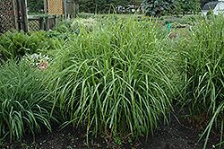 Porcupine Grass (Miscanthus sinensis 'Strictus') at Valley View Farms