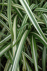 Cabaret Maiden Grass (Miscanthus sinensis 'Cabaret') at Valley View Farms