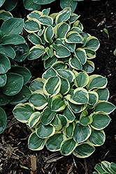 Mighty Mouse Hosta (Hosta 'Mighty Mouse') at Valley View Farms