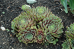 Ruby Heart Hens And Chicks (Sempervivum 'Ruby Heart') at Valley View Farms