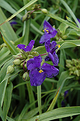 Zwanenburg Blue Spiderwort (Tradescantia x andersoniana 'Zwanenburg Blue') at Valley View Farms