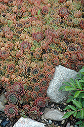 Silverine Hens And Chicks (Sempervivum 'Silverine') at Valley View Farms