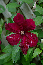 Red Cardinal Clematis (Clematis 'Red Cardinal') at Valley View Farms