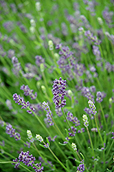 Essence Purple Lavender (Lavandula angustifolia 'Essence Purple') at Valley View Farms