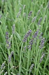 Silver Mist Lavender (Lavandula angustifolia 'Silver Mist') at Valley View Farms