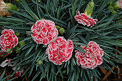 Coral Reef Pinks (Dianthus 'WP07OLDRICE') at Valley View Farms