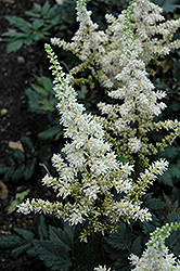 Visions in White Chinese Astilbe (Astilbe chinensis 'Visions in White') at Valley View Farms