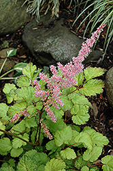 Amber Moon Chinese Astilbe (Astilbe chinensis 'Amber Moon') at Valley View Farms