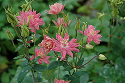 Clematis-Flowered Columbine (Aquilegia vulgaris 'Clementine Salmon Rose') at Valley View Farms