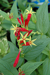Indian Pink (Spigelia marilandica) at Valley View Farms