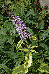 Summer Skies Butterfly Bush (Buddleia 'Summer Skies') at Valley View Farms
