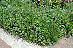 Fountain Grass (Pennisetum alopecuroides) at Valley View Farms
