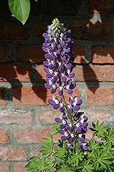Gallery Blue Shades Lupine (Lupinus 'Gallery Blue Shades') at Valley View Farms