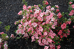 Hilda Niblett Azalea (Rhododendron 'Hilda Niblett') at Valley View Farms