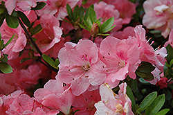 Hilda Niblett Azalea (Rhododendron 'Hilda Niblett') at Valley View Farms