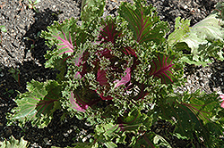 Glamour Red Kale (Brassica oleracea var. acephala 'Glamour Red') at Valley View Farms