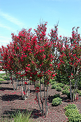 Red Rocket Crapemyrtle (Lagerstroemia indica 'Whit IV') at Valley View Farms