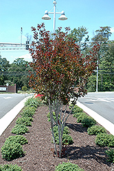 Burgundy Cotton Crapemyrtle (Lagerstroemia 'Whit VI') at Valley View Farms
