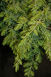 Golden Pacific Shore Juniper (Juniperus conferta 'sPg-3-016') at Valley View Farms