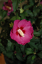 Lil' Kim Violet Rose of Sharon (Hibiscus syriacus 'SHIMRV24') at Valley View Farms