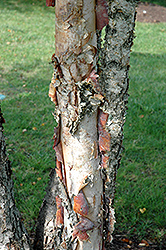 Heritage River Birch (clump) (Betula nigra 'Heritage (clump)') at Valley View Farms