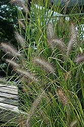 Cassian Dwarf Fountain Grass (Pennisetum alopecuroides 'Cassian') at Valley View Farms