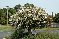 Acoma Crapemyrtle (Lagerstroemia 'Acoma') at Valley View Farms
