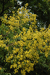 Golden Rain Tree (Koelreuteria paniculata) at Valley View Farms
