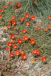 Rio Grande Orange Portulaca (Portulaca oleracea 'Rio Grande Orange') at Valley View Farms
