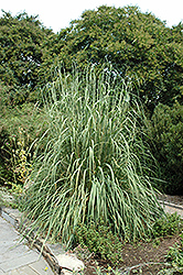Ravenna Grass (Erianthus ravennae) at Valley View Farms