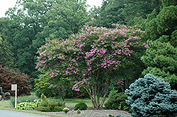 Lipan Crapemyrtle (Lagerstroemia 'Lipan') at Valley View Farms