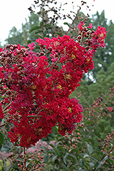Arapaho Crapemyrtle (Lagerstroemia 'Arapaho') at Valley View Farms