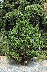 Spiralis Falsecypress (Chamaecyparis obtusa 'Spiralis') at Valley View Farms