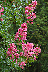 Hopi Crapemyrtle (Lagerstroemia 'Hopi') at Valley View Farms