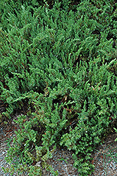 Shore Juniper (Juniperus conferta) at Valley View Farms