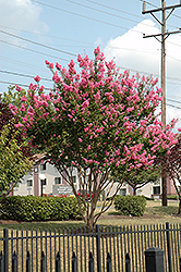 Sioux Crapemyrtle (Lagerstroemia 'Sioux') at Valley View Farms