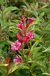 French Lace Weigela (Weigela florida 'French Lace') at Valley View Farms