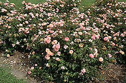 Apricot Drift Rose (Rosa 'Meimirrote') at Valley View Farms