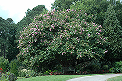 Muskogee Crapemyrtle (Lagerstroemia 'Muskogee') at Valley View Farms